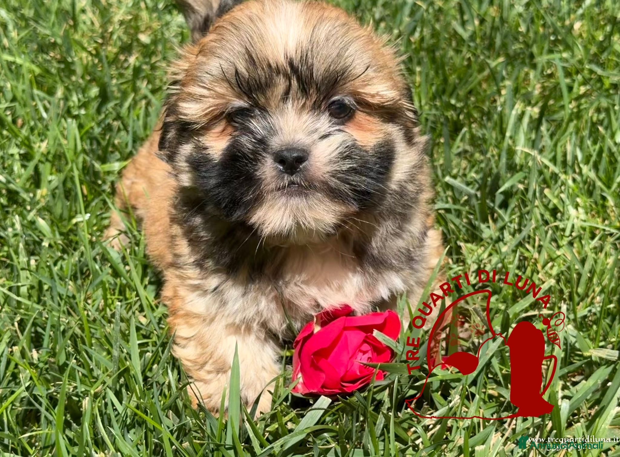 Maltipoo cani in vendita: Maltipoo Barboncino Lhasa Apso Tre Quarti di Luna - Annuncio 3