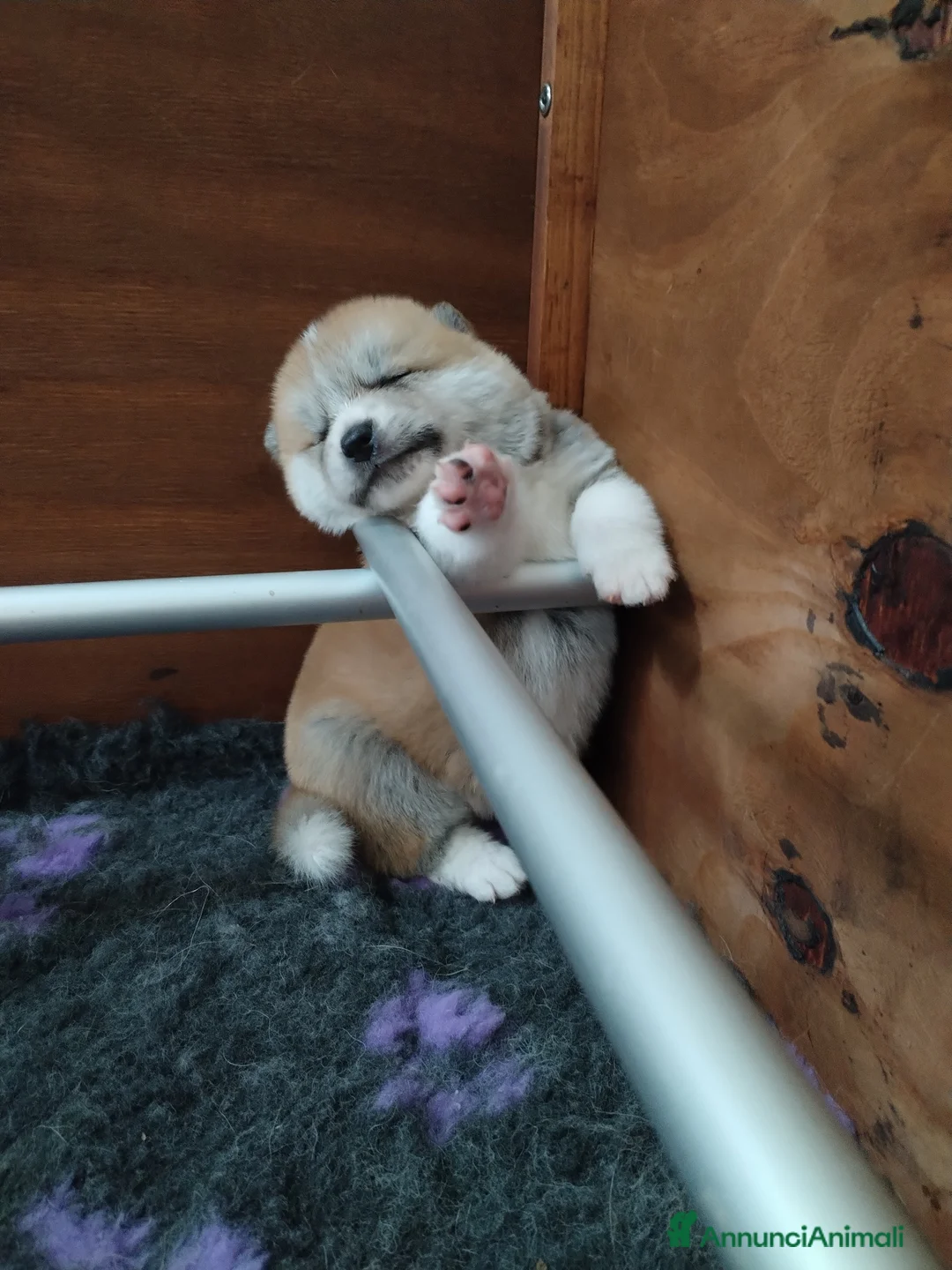 Akita Inu cani in vendita: Cuccioli di Akita disponibili - Annuncio 6