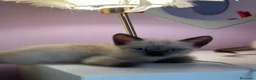 Siamese gatti in vendita: Bellissimi cuccioli siamesi maschio e femmina - Annuncio 9
