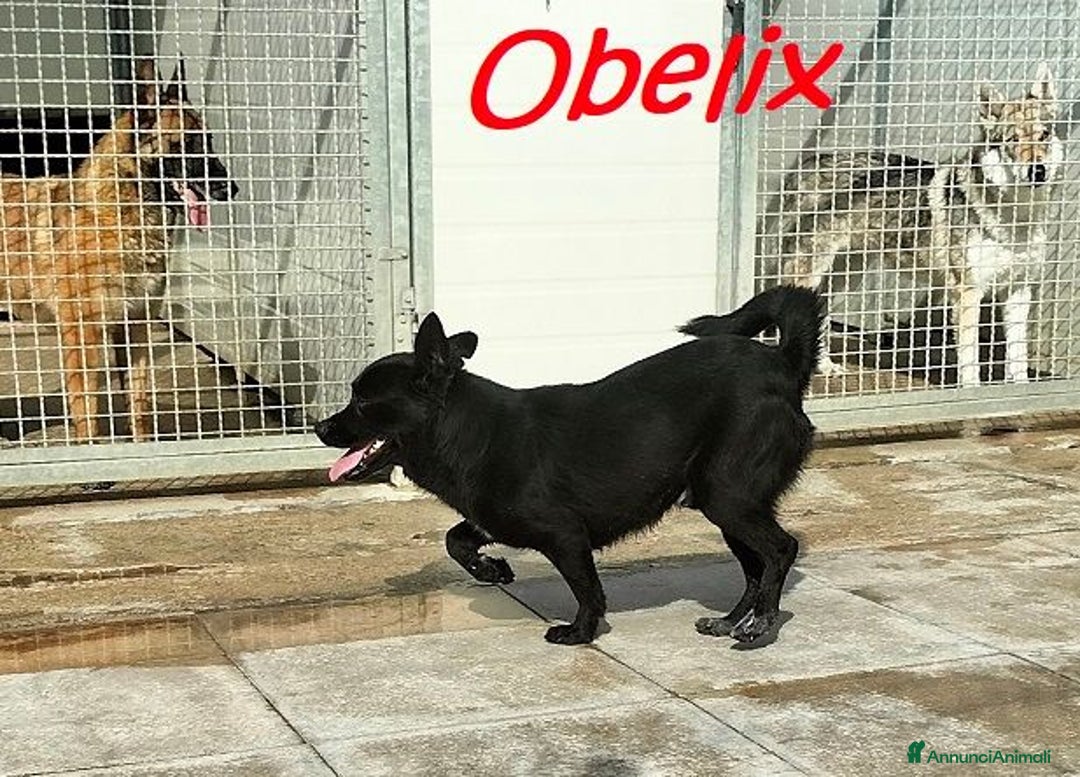 Meticcio cani in regalo: OBELIX affettuoso ed allegro tg picc. - Annuncio 7