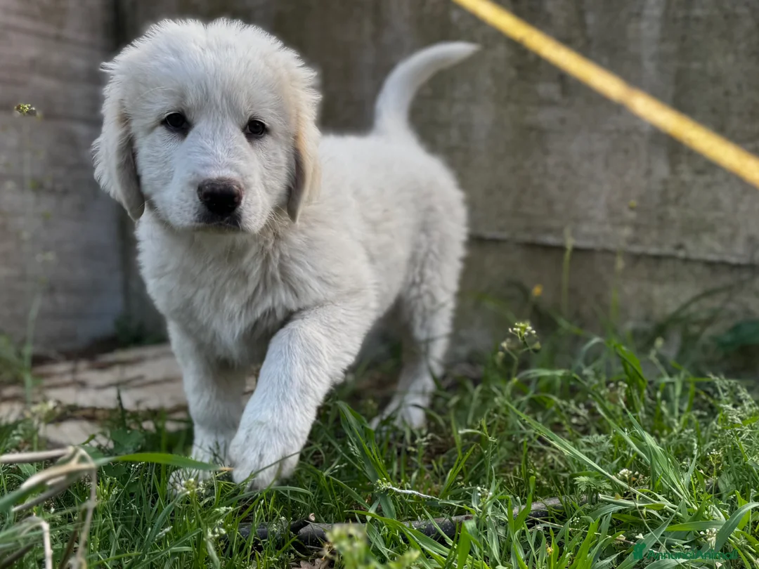 Cane da Montagna dei Pirenei cani in regalo: Nello gigantone 3 mesi socievole a Città metropolitana di Roma Capitale - Annuncio 2