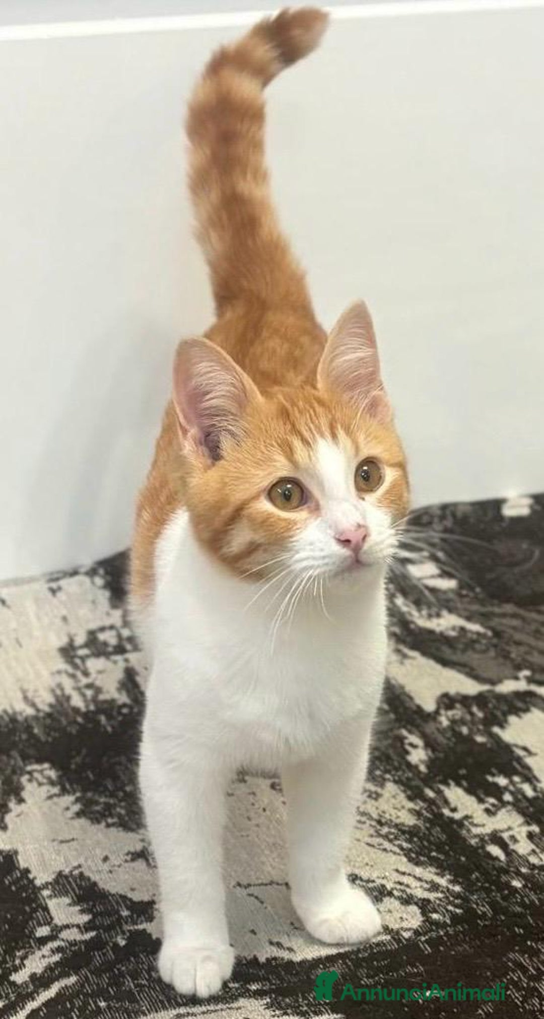 Europeo gatti in regalo: GASTONE, MICIO B/ROSSO 5 MESI MEZZO MAMMA TESTATA  - Annuncio 6