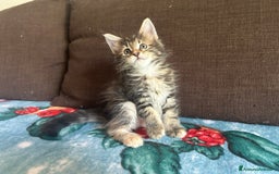 Maine Coon gatti in vendita: Maine Coon pedigree Anfi a Provincia di Modena - Immagine 16