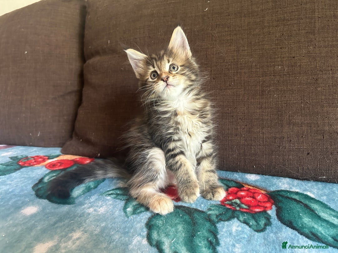 Maine Coon gatti in vendita: Maine Coon pedigree Anfi a Provincia di Modena - Immagine 16