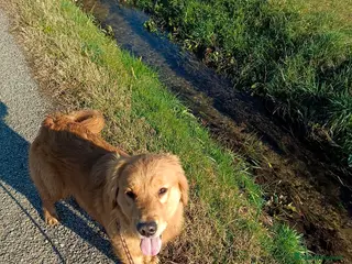 Golden Retriever cani Golden retriever cucciola - Annuncio 2