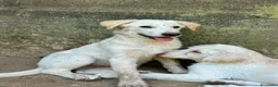 Meticcio cani in regalo: Vera sorride e cerca casa 🏡 a Città metropolitana di Milano - Annuncio 9