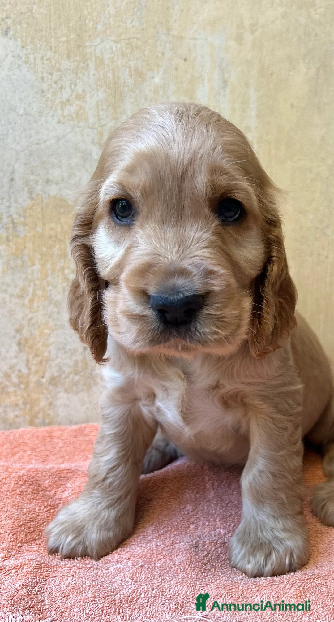 Cocker cani in vendita: Cucciolo maschio fulvo ottimo temperamento salute  - Annuncio 2