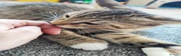 Altre razze gatti in vendita: Dolcissimi gattini cercano una famiglia amorevole - Annuncio 5