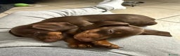 Bassotto cani in vendita: cuccioli di Bassotto nano chocolate - Annuncio 4