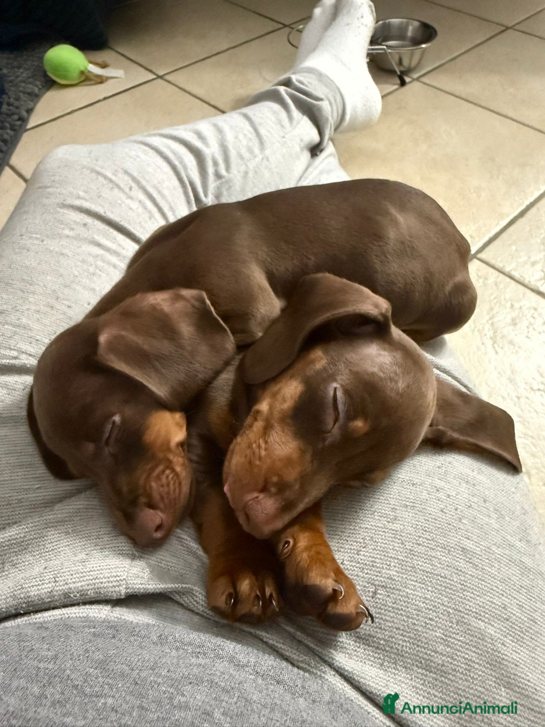 Bassotto cani in vendita: cuccioli di Bassotto nano chocolate - Annuncio 4