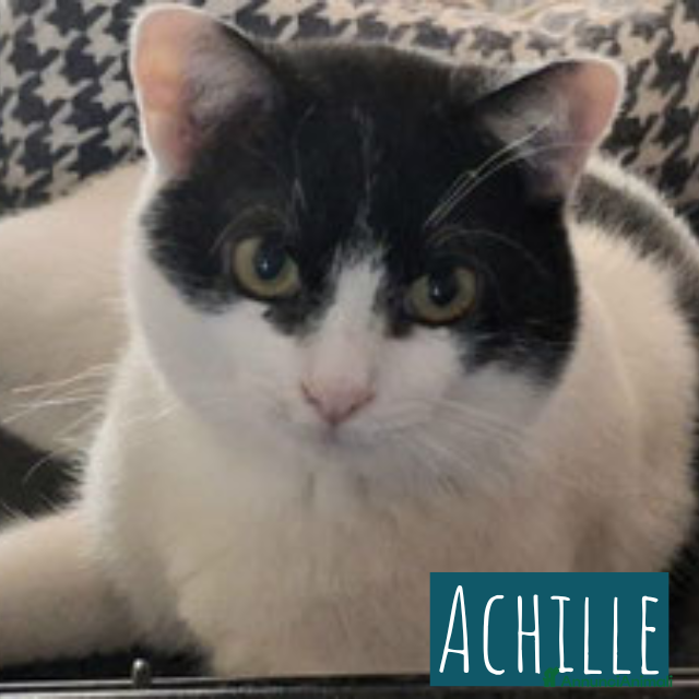 Meticcio gatti Achille - Annuncio 1