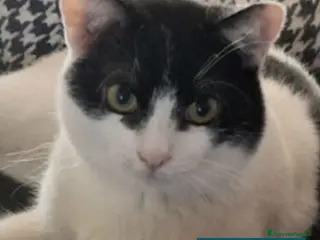 Meticcio gatti Achille - Annuncio 4