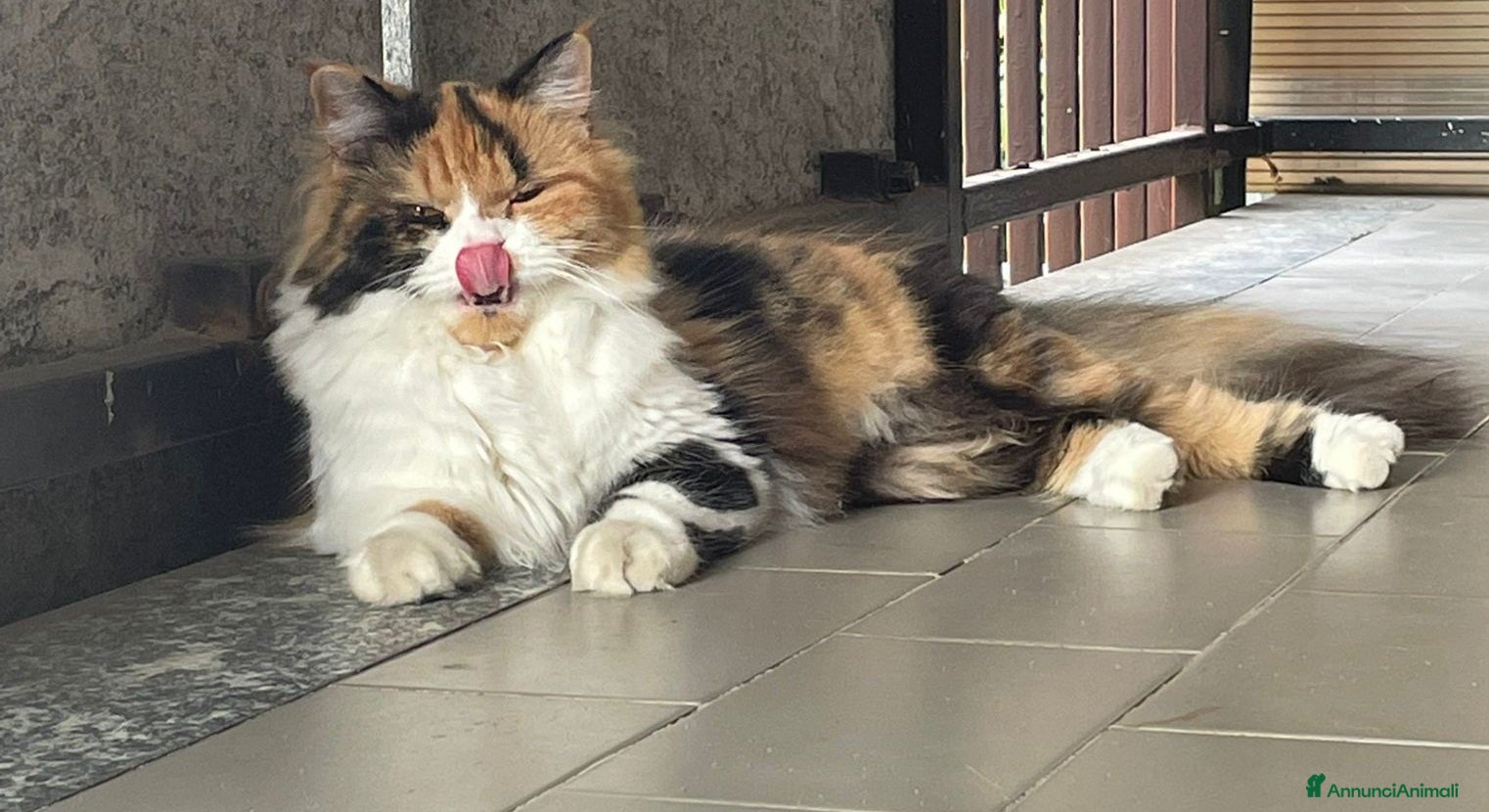 Scottish gatti cuccioli di scottish straight-highland  - Annuncio 1