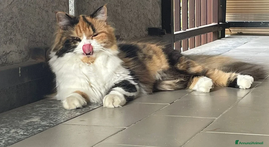 Scottish gatti in vendita: cuccioli di scottish straight-highland  - Annuncio 1