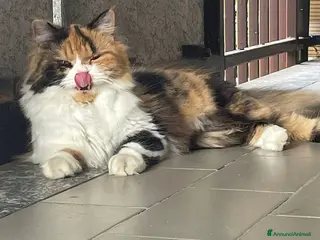 Scottish gatti cuccioli di scottish straight-highland - Annuncio 1