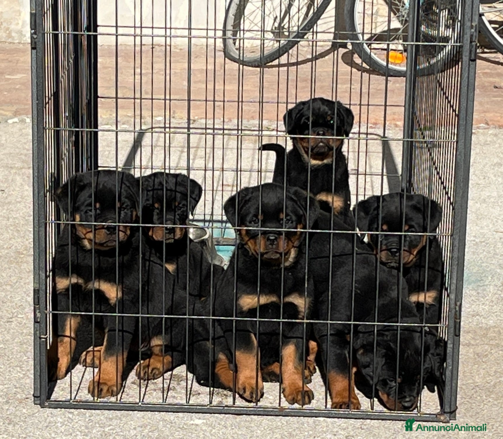 Rottweiler cani Rottweiler napoli - Annuncio 17