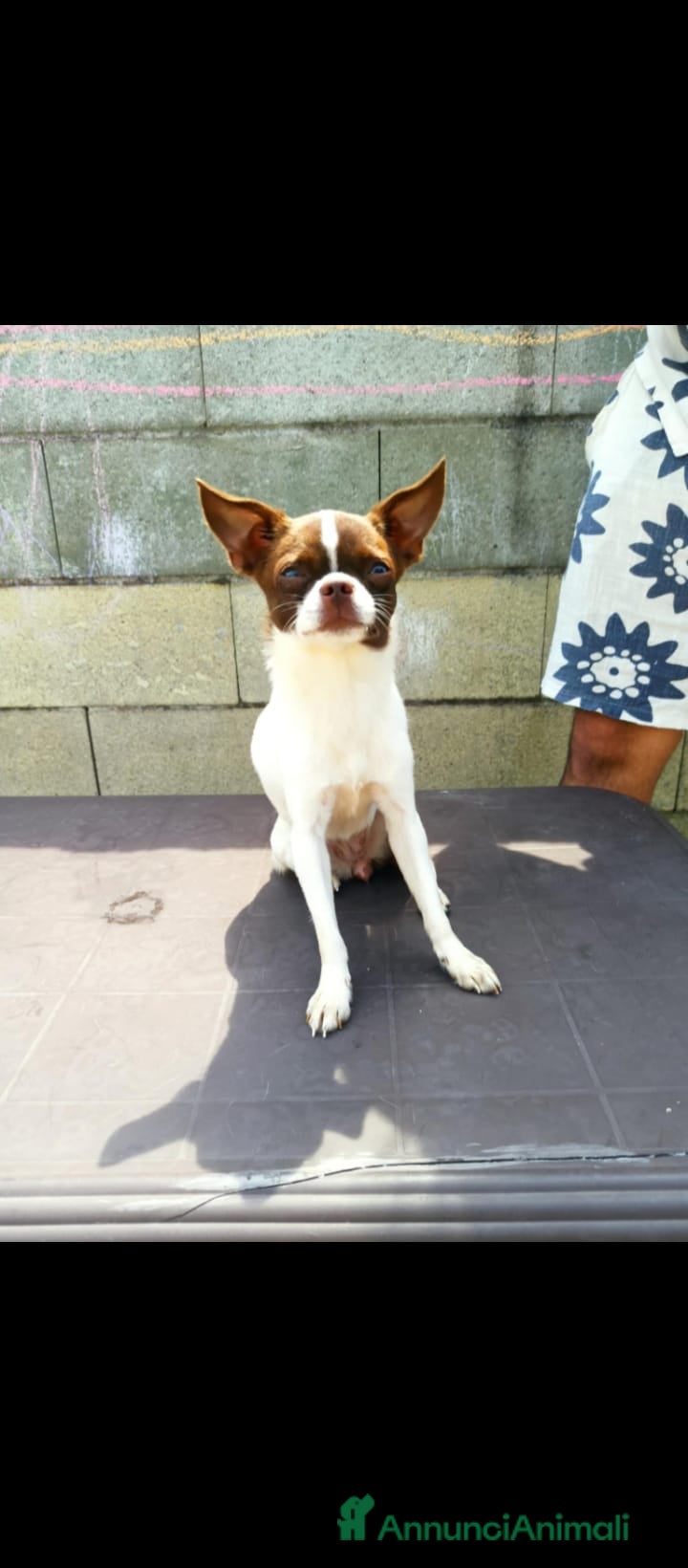 Chihuahua cani CHIHUAHUA ALTA GENEALOGIA  - Annuncio 2