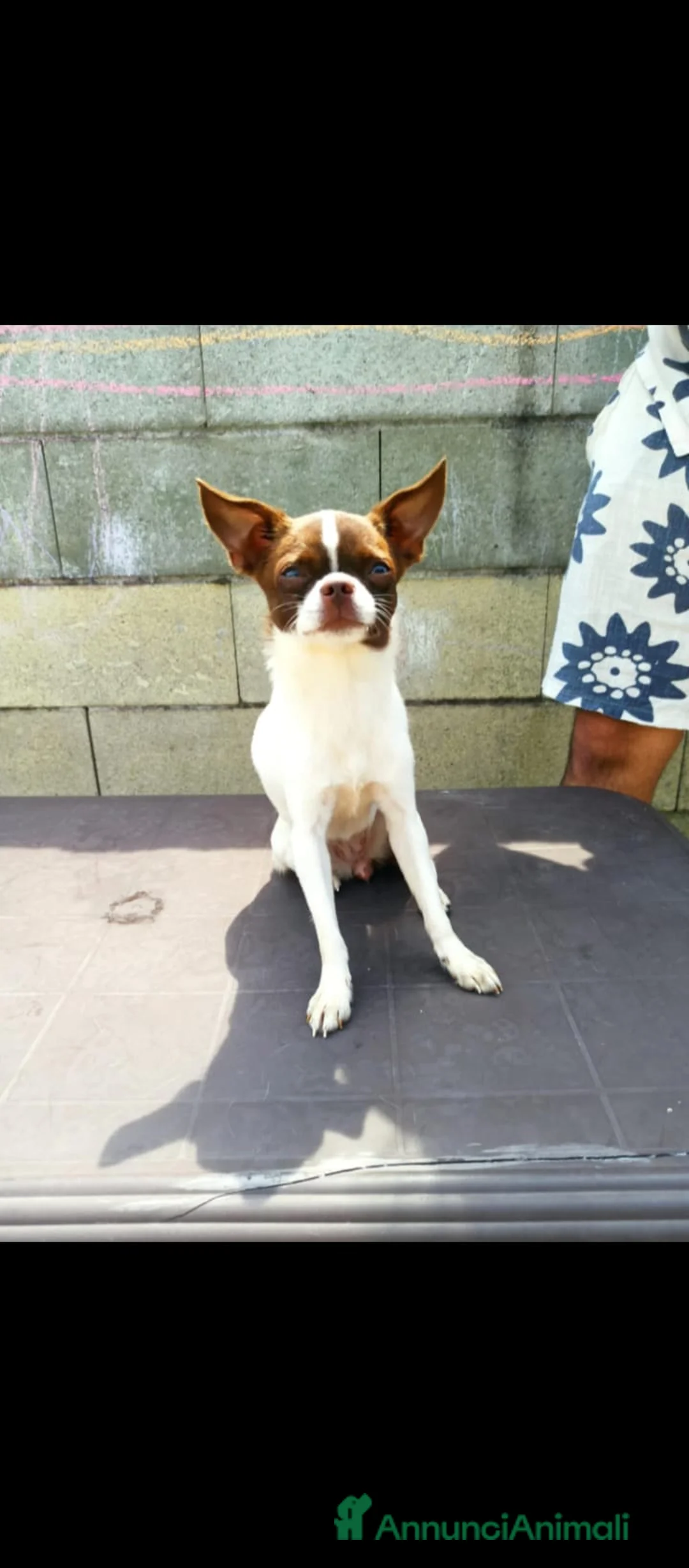 Chihuahua cani in vendita: CHIHUAHUA ALTA GENEALOGIA  - Annuncio 1