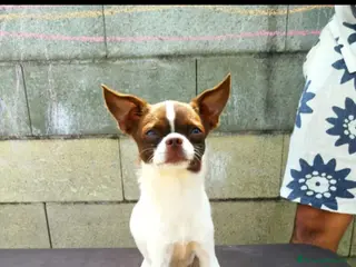 Chihuahua cani CHIHUAHUA ALTA GENEALOGIA - Annuncio 2