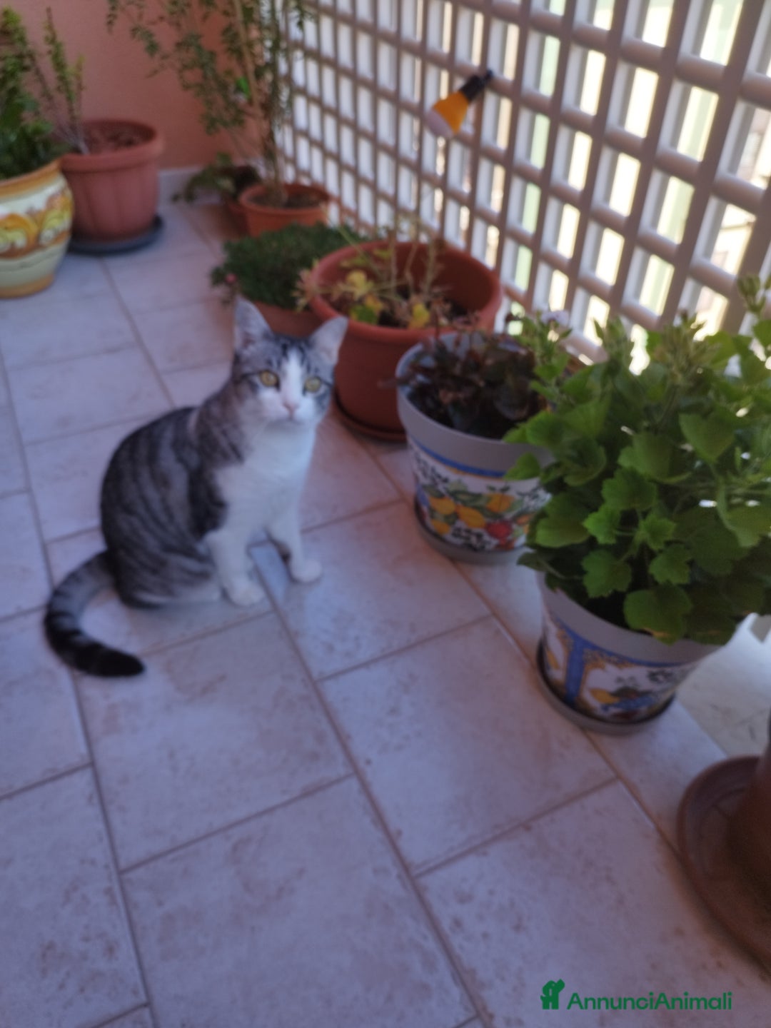 Meticcio gatti in regalo: Regalo gattina affettuosa  - Annuncio 3