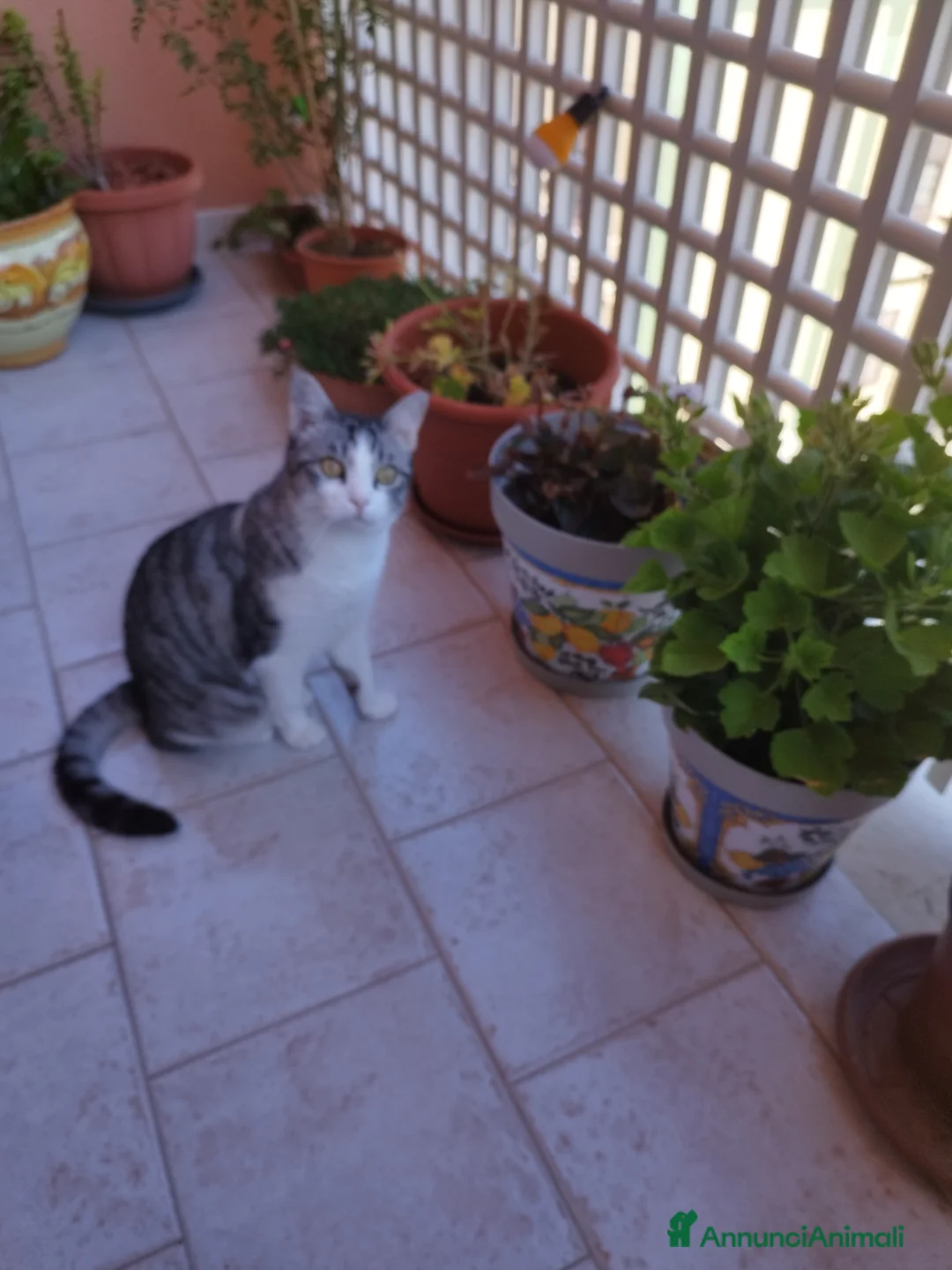 Meticcio gatti in regalo: Regalo gattina affettuosa  - Annuncio 3