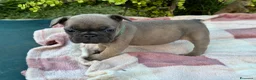 Bulldog Francese cani in vendita: Cuccioli bulldog francese  - Annuncio 16