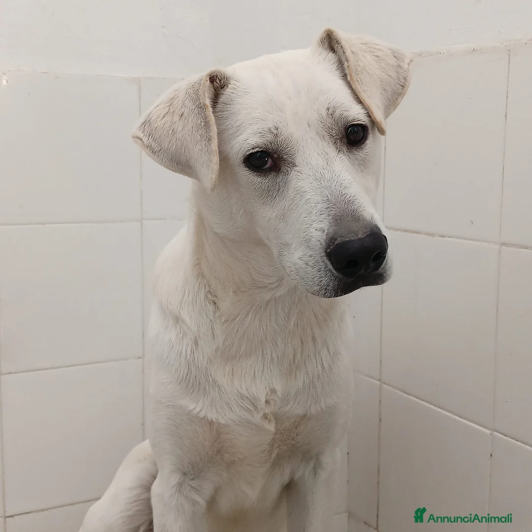 Meticcio cani in regalo: Jerry  - Annuncio 1