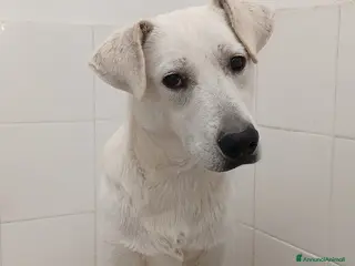 Meticcio cani Jerry - Annuncio 12