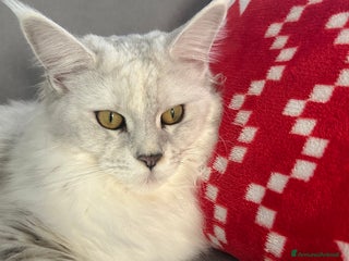 Maine Coon gatti Maine Coon femmina 7 mesi con pedigree - Annuncio 4