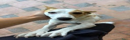 Meticcio cani in regalo: LUNA MIX JACK RUSSEL  - Annuncio 3