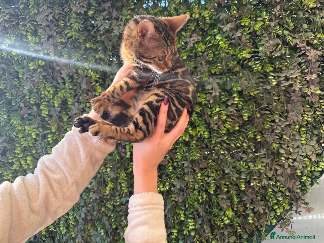 Bengala gatti in vendita: Gattina bengala brown spotted tabby  - Annuncio 18