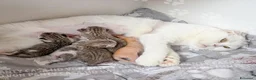 Scottish gatti in vendita: Cuccioli Scottish Fold e Straight con Pedigree - Annuncio 2