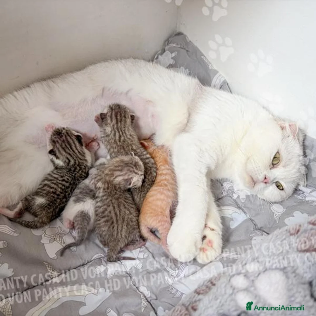 Scottish gatti in vendita: Cuccioli Scottish Fold e Straight con Pedigree - Annuncio 2