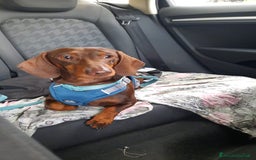 Bassotto cani per accoppiamento: Fergus e Dante cercano fidanzata 🌸 a Provincia di Pavia - Immagine 1