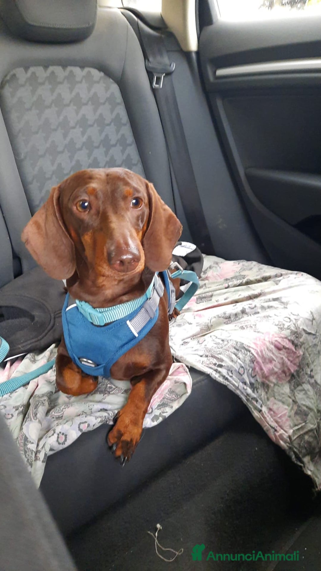 Bassotto cani per accoppiamento: Fergus e Dante cercano fidanzata 🌸 a Provincia di Pavia - Immagine 1