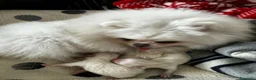 Volpino Pomerania cani in vendita: Adorabili cuccioli di Pomerania - Annuncio 12