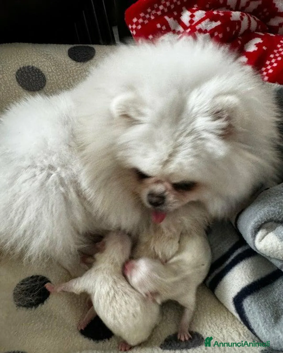 Volpino Pomerania cani in vendita: Adorabili cuccioli di Pomerania - Annuncio 12