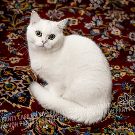 British gatti a Villafranca di Verona - Annuncio 2