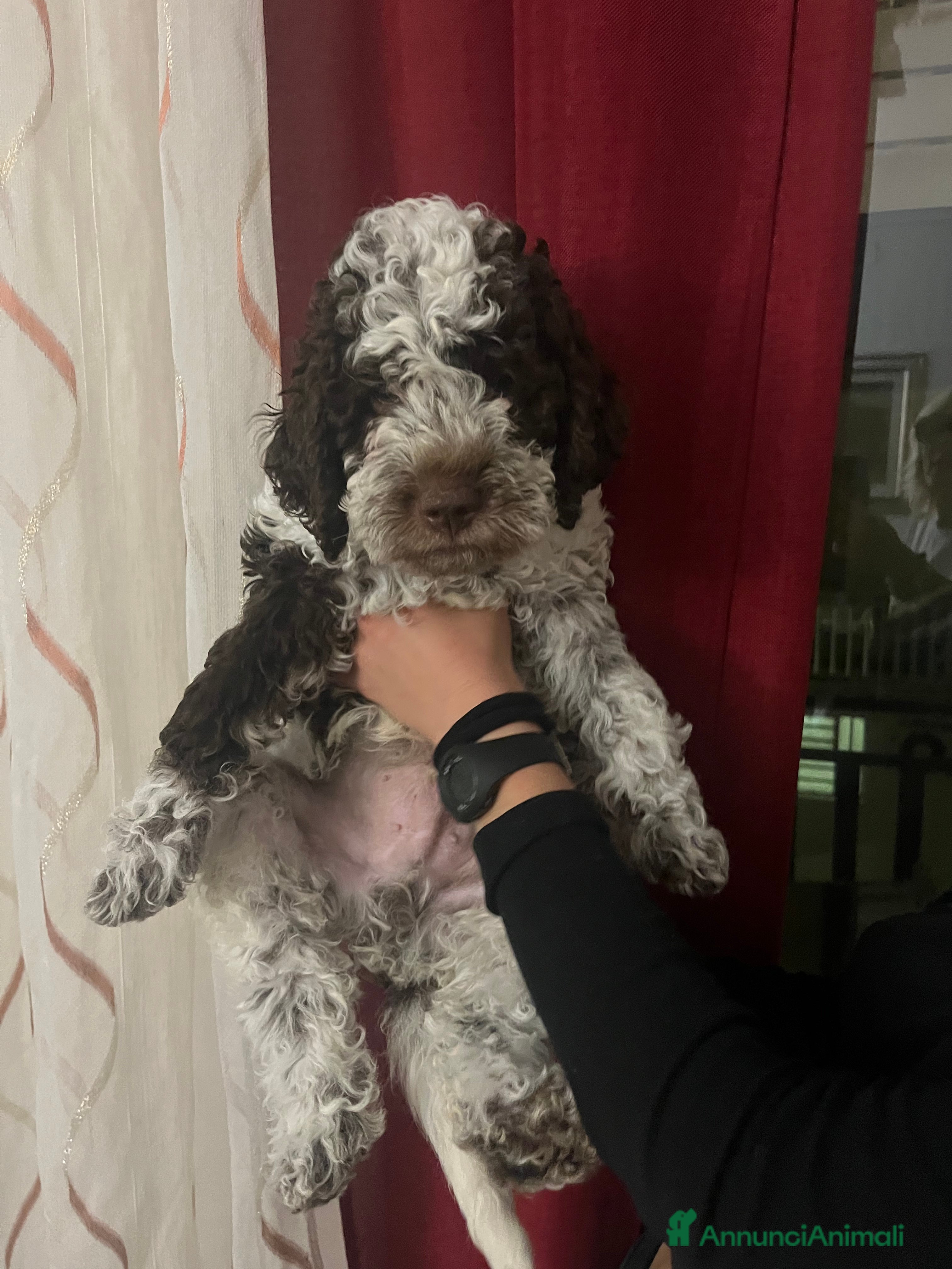 Lagotto cani Cucciolo di Lagotto  - Annuncio 20