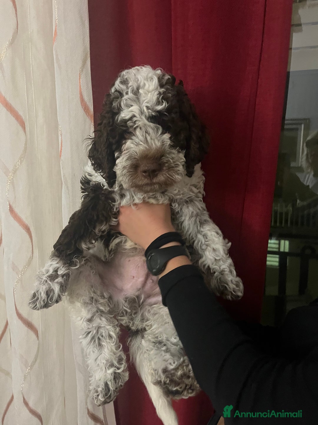 Lagotto cani in vendita: Cucciolo di Lagotto  - Annuncio 1