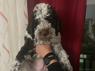 Lagotto cani Cucciolo di Lagotto - Annuncio 16