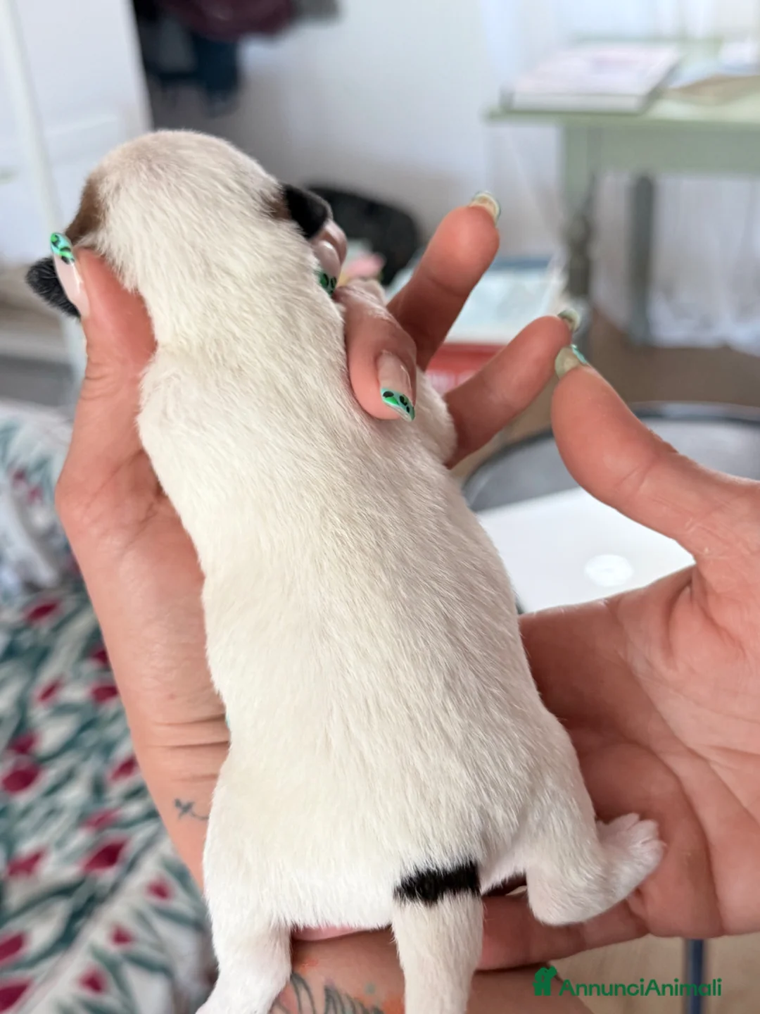 Jack Russell cani in vendita: Maschi disponibile per la prenotazione - Annuncio 8