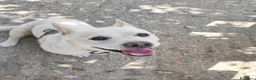 Meticcio cani in regalo: Fischietto un cagnolino speciale  - Annuncio 5