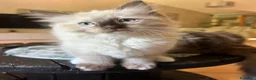 Ragdoll gatti in vendita: Cuccioli Ragdoll - Annuncio 11