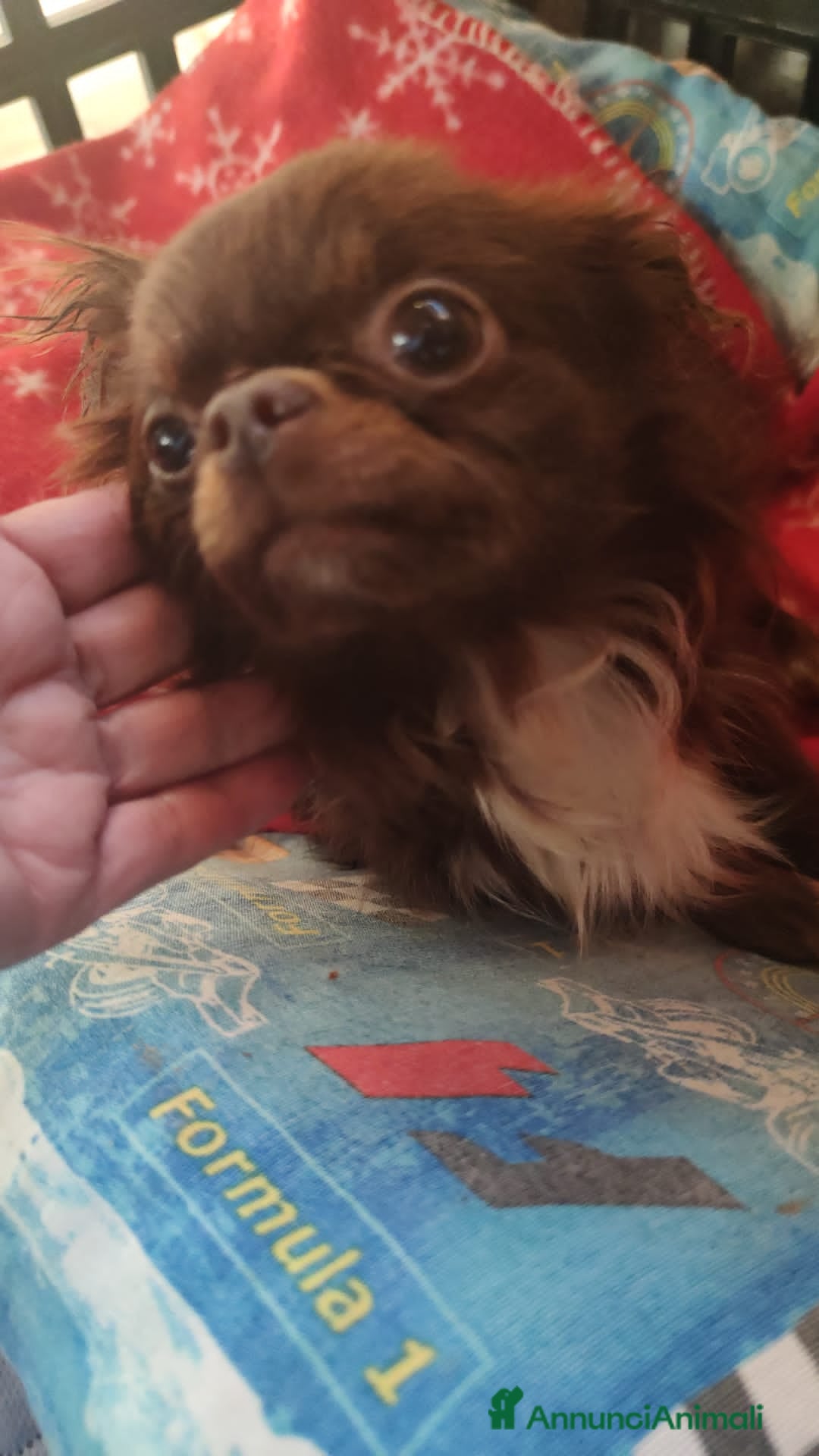 Chihuahua cani CHIHUAHUA PC maschio - Annuncio 1