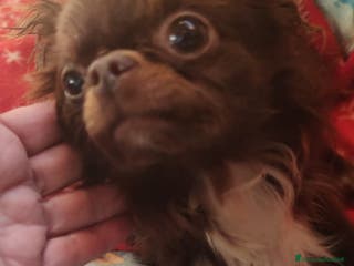 Chihuahua cani CHIHUAHUA PC maschio - Annuncio 20