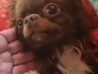 Chihuahua cani CHIHUAHUA PC maschio - Annuncio 19