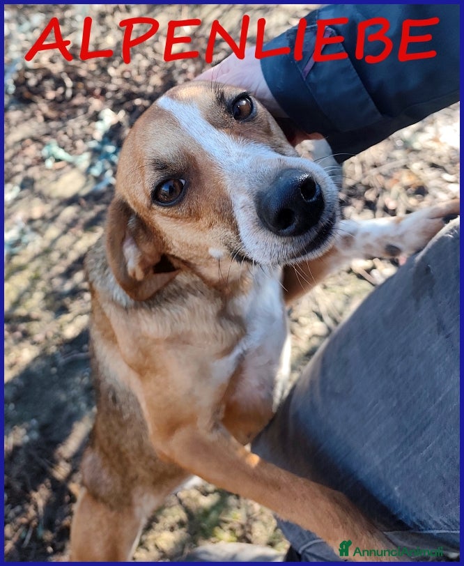 Meticcio cani ALPENLIEBE, CAGNOLINA DI 4 ANNI - Annuncio 1