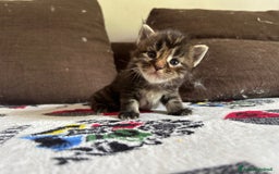 Maine Coon gatti in vendita: Maine Coon cuccioli pedigree ANFI a Provincia di Modena - Immagine 5