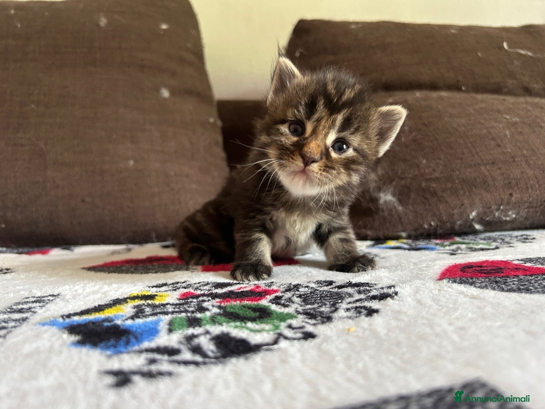 Maine Coon gatti in vendita: Maine Coon cuccioli pedigree ANFI a Provincia di Modena - Immagine 5